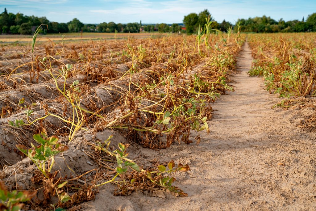 Drought in May 2020: Yes or no? Record lows for rain in April